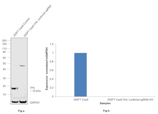 VHL Antibody