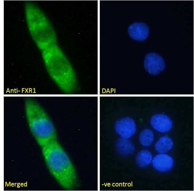 FXR1 Antibody in Immunocytochemistry (ICC/IF)