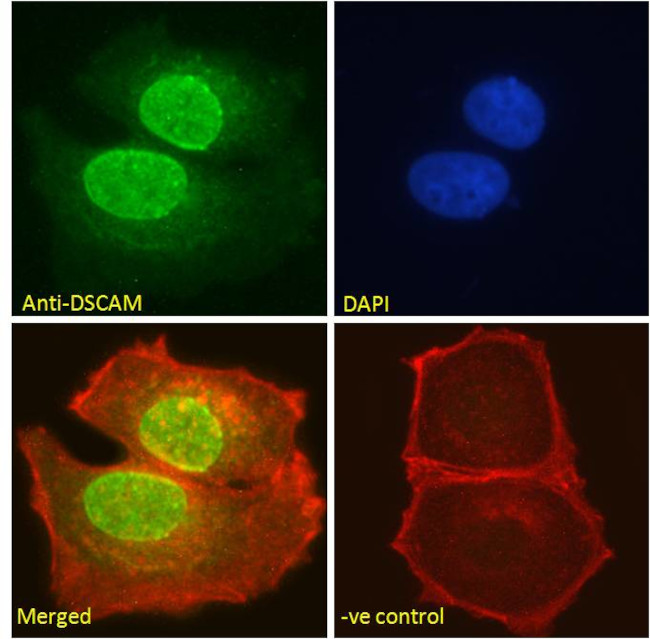 DSCAM Antibody in Immunocytochemistry (ICC/IF)