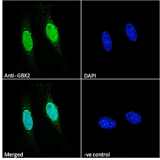 GBX2 Antibody in Immunocytochemistry (ICC/IF)