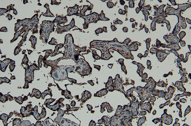 GBX2 Antibody in Immunohistochemistry (Paraffin) (IHC (P))