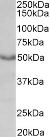 CHRM1 Antibody in Western Blot (WB)