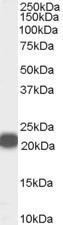 PEBP1 Antibody in Western Blot (WB)