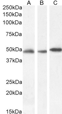 GFAP Antibody in Western Blot (WB)