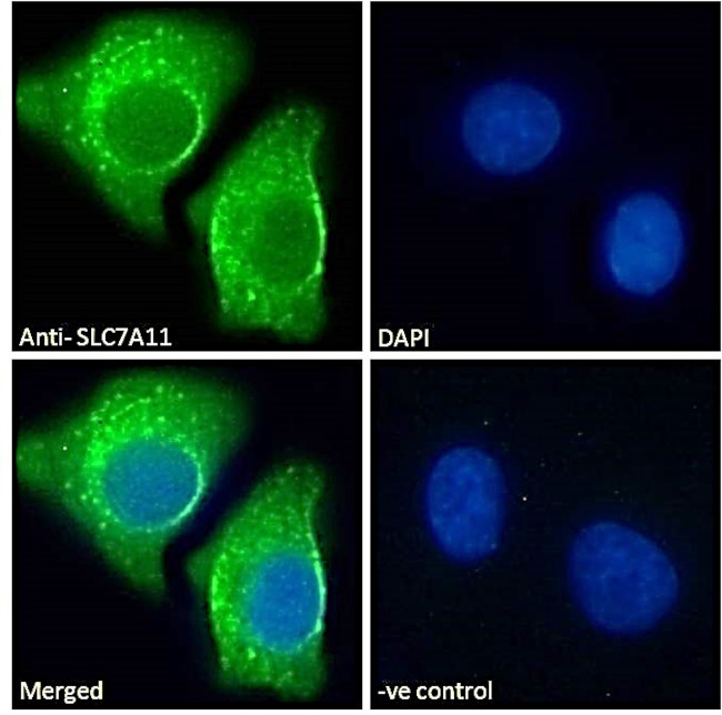 SLC7A11 Antibody in Immunocytochemistry (ICC/IF)