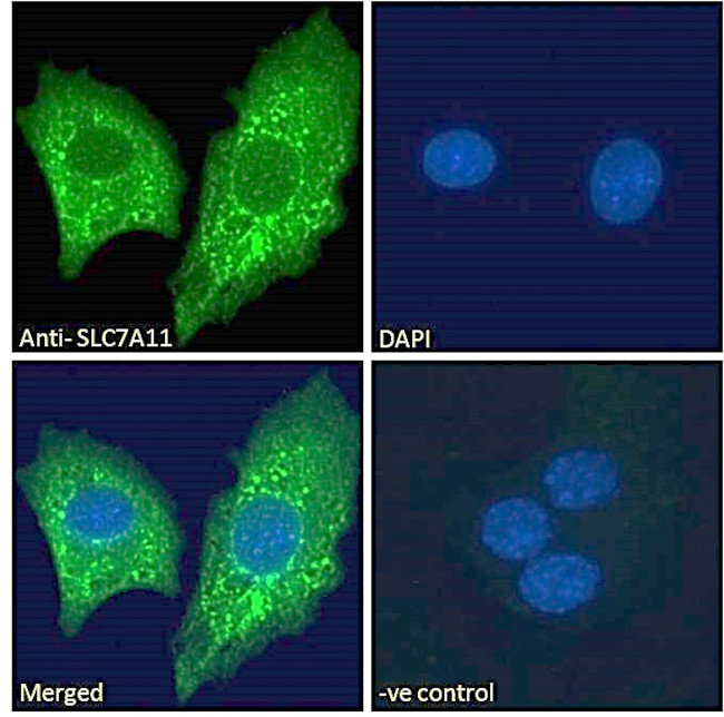 SLC7A11 Antibody in Immunocytochemistry (ICC/IF)