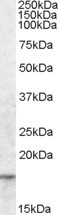 AGR2 Antibody in Western Blot (WB)