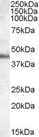 Apolipoprotein A4 Antibody in Western Blot (WB)