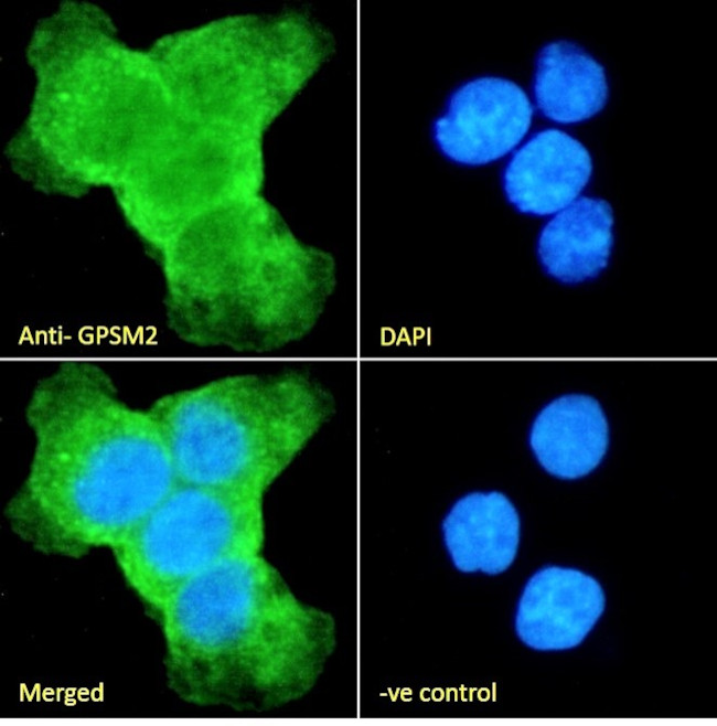 GPSM2 Antibody in Immunocytochemistry (ICC/IF)