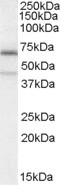 NO66 Antibody in Western Blot (WB)