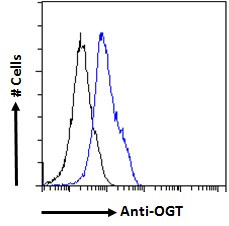 OGT Antibody in Flow Cytometry (Flow)