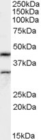 Actin-like 7B Antibody in Western Blot (WB)