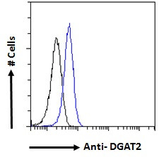 DGAT2 Antibody in Flow Cytometry (Flow)