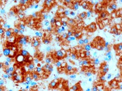 DGAT2 Antibody in Immunohistochemistry (Paraffin) (IHC (P))