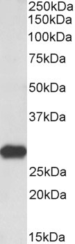 Latexin Antibody in Western Blot (WB)