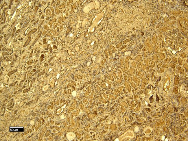 Gpx3 Antibody in Immunohistochemistry (Paraffin) (IHC (P))