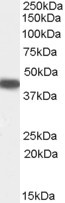 SERPINB9 Antibody in Western Blot (WB)