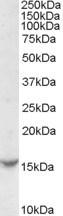 TCL1A Antibody in Western Blot (WB)