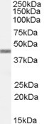 APOBEC3G Antibody in Western Blot (WB)