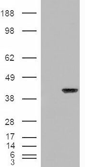 AIP Antibody in Western Blot (WB)