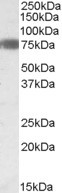 EBF1 Antibody in Western Blot (WB)