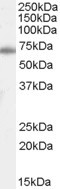 Ku70 Antibody in Western Blot (WB)