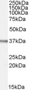 OGG1 Antibody in Western Blot (WB)