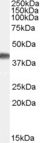 Cyclophilin 40 Antibody in Western Blot (WB)