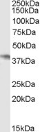 NCF4 Antibody in Western Blot (WB)