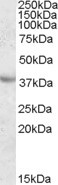 Apolipoprotein A5 Antibody in Western Blot (WB)