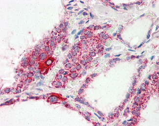 COX4 Antibody in Immunohistochemistry (Paraffin) (IHC (P))