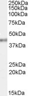 PCBP4 Antibody in Western Blot (WB)