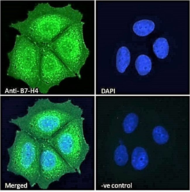 B7-H4 Antibody in Immunocytochemistry (ICC/IF)