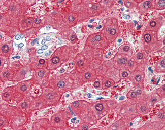 BHMT Antibody in Immunohistochemistry (Paraffin) (IHC (P))