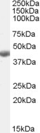 BHMT Antibody in Western Blot (WB)