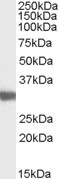 LDHC Antibody in Western Blot (WB)