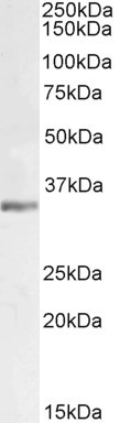 LDHC Antibody in Western Blot (WB)