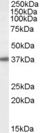 BPNT1 Antibody in Western Blot (WB)