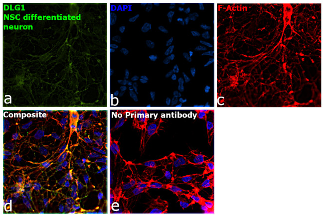 SAP97 Antibody in Immunocytochemistry (ICC/IF)