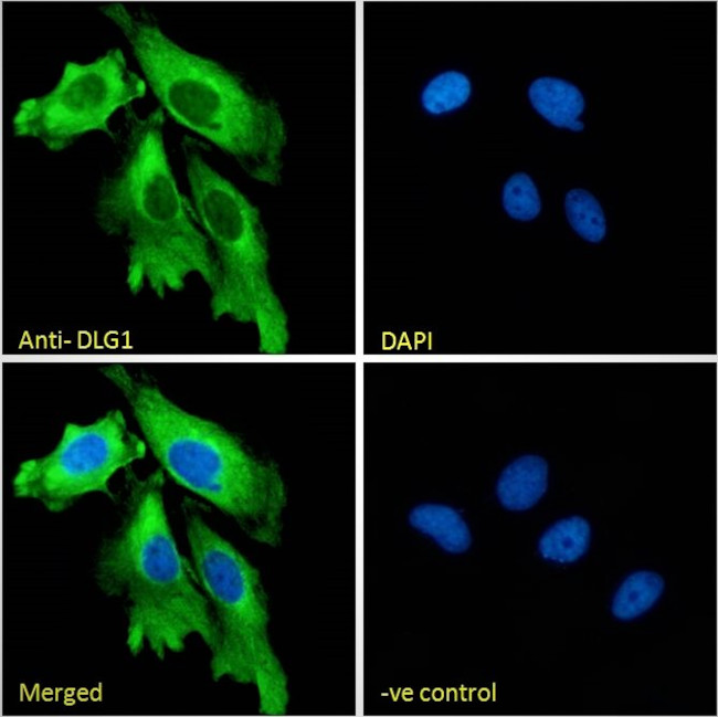 SAP97 Antibody in Immunocytochemistry (ICC/IF)