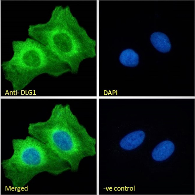 SAP97 Antibody in Immunocytochemistry (ICC/IF)