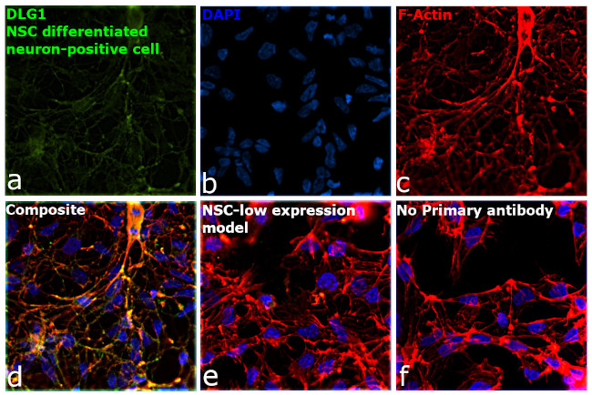 SAP97 Antibody