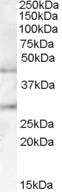 B3GNT2 Antibody in Western Blot (WB)