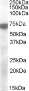 KCNQ4 Antibody in Western Blot (WB)