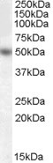 EGR4 Antibody in Western Blot (WB)