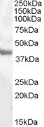 GOT1 Antibody in Western Blot (WB)