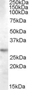 14-3-3 theta Antibody in Western Blot (WB)