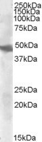 GOT2 Antibody in Western Blot (WB)