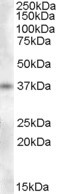 PENK Antibody in Western Blot (WB)