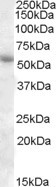 PTGER3 Antibody in Western Blot (WB)